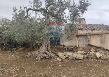 Giardino - Terreno agricolo Contrada Santa Lucia - MW6R+Q2F, Monte Sant'Angelo - foto 14