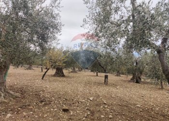 Giardino - Terreno agricolo Contrada Santa Lucia - MW6R+Q2F, Monte Sant'Angelo - foto 17