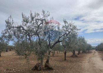 Giardino - Terreno agricolo Contrada Santa Lucia - MW6R+Q2F, Monte Sant'Angelo - foto 19