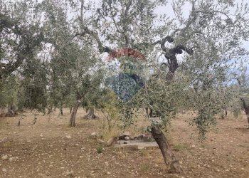 Giardino - Terreno agricolo Contrada Santa Lucia - MW6R+Q2F, Monte Sant'Angelo - foto 20