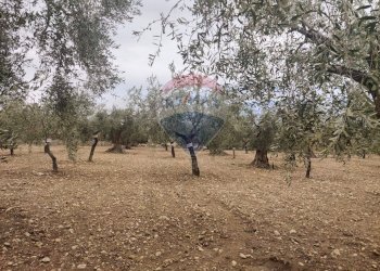 Giardino - Terreno agricolo Contrada Santa Lucia - MW6R+Q2F, Monte Sant'Angelo - foto 21