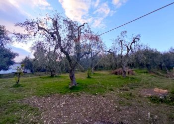 Giardino - Trilocale Contrada Macchione - P369+979, Mattinata - foto 10