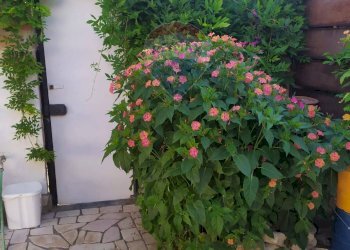 Giardino - Casa indipendente Sciale degli Zingari
 
B/21, Manfredonia - foto 17