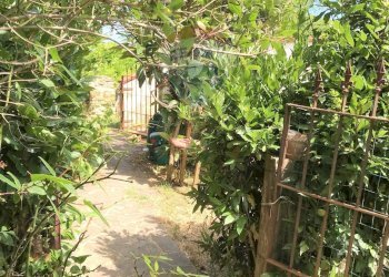 Giardino - Casa semi indipendente Rosignano Marittimo - foto 64