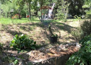 Giardino - Casa semi indipendente Rosignano Marittimo - foto 97