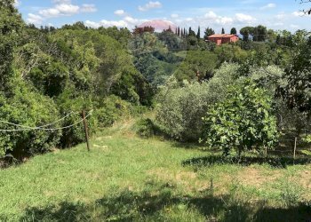 Giardino - Casa semi indipendente Rosignano Marittimo - foto 104