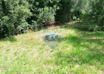 Giardino - Rustico Guardistallo - foto 55