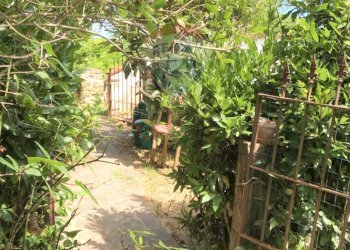 Giardino - Casa indipendente Rosignano Marittimo - foto 26