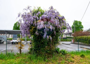 Giardino - Casa semi indipendente VIA ROMA
 
38, San Martino del Lago - foto 25