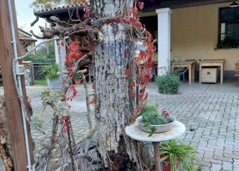 Casa all\'aperto - Commercial Premises TERNOVA
 
16, Duino-Aurisina - photo 5