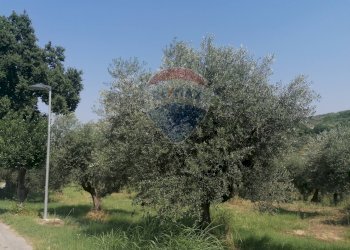 Giardino - Terreno edificabile VIA LUDOVICO ARIOSTO, Moscufo - foto 4