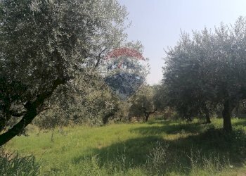 Giardino - Terreno edificabile VIA LUDOVICO ARIOSTO, Moscufo - foto 1