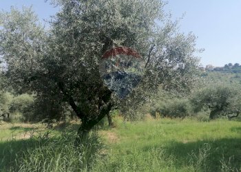 Giardino - Terreno edificabile VIA LUDOVICO ARIOSTO, Moscufo - foto 4