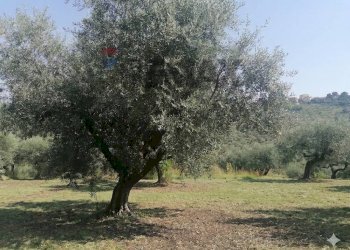 Giardino - Terreno edificabile VIA LUDOVICO ARIOSTO, Moscufo - foto 2