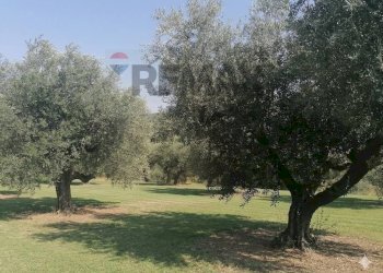 Giardino - Terreno edificabile VIA LUDOVICO ARIOSTO, Moscufo - foto 3