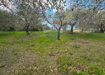 Giardino - Casa indipendente CONTRADA CONA
 
2, Villamagna - foto 65