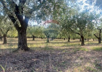 Giardino - Terreno edificabile Via Piane, Ortona - foto 16