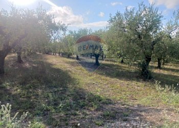 Giardino - Terreno edificabile Via Piane, Ortona - foto 17