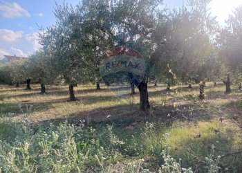 Giardino - Terreno edificabile Via Piane, Ortona - foto 18