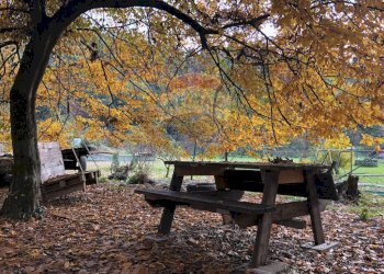 Giardino - Terreno agricolo Medolago - foto 10