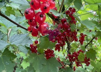 Dettagli - Terreno agricolo Medolago - foto 12