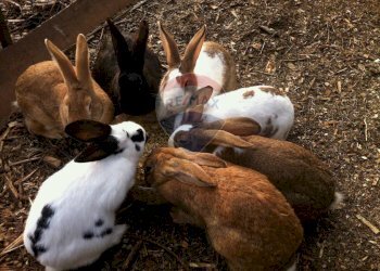 Non correlato - Terreno agricolo Medolago - foto 15