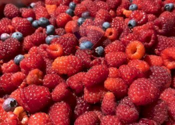 Giardino - Terreno agricolo Medolago - foto 16