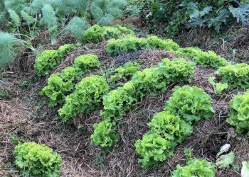 Giardino - Terreno agricolo Medolago - foto 17