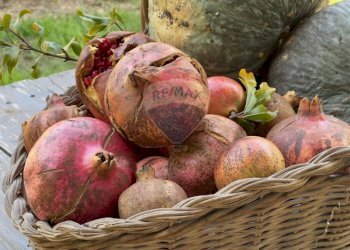 Non correlato - Terreno agricolo Medolago - foto 18