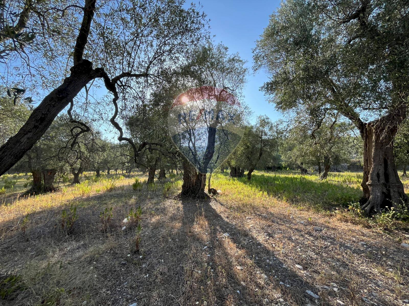 terreno - Terreno agricolo Coppacardillo, Vieste - foto 1