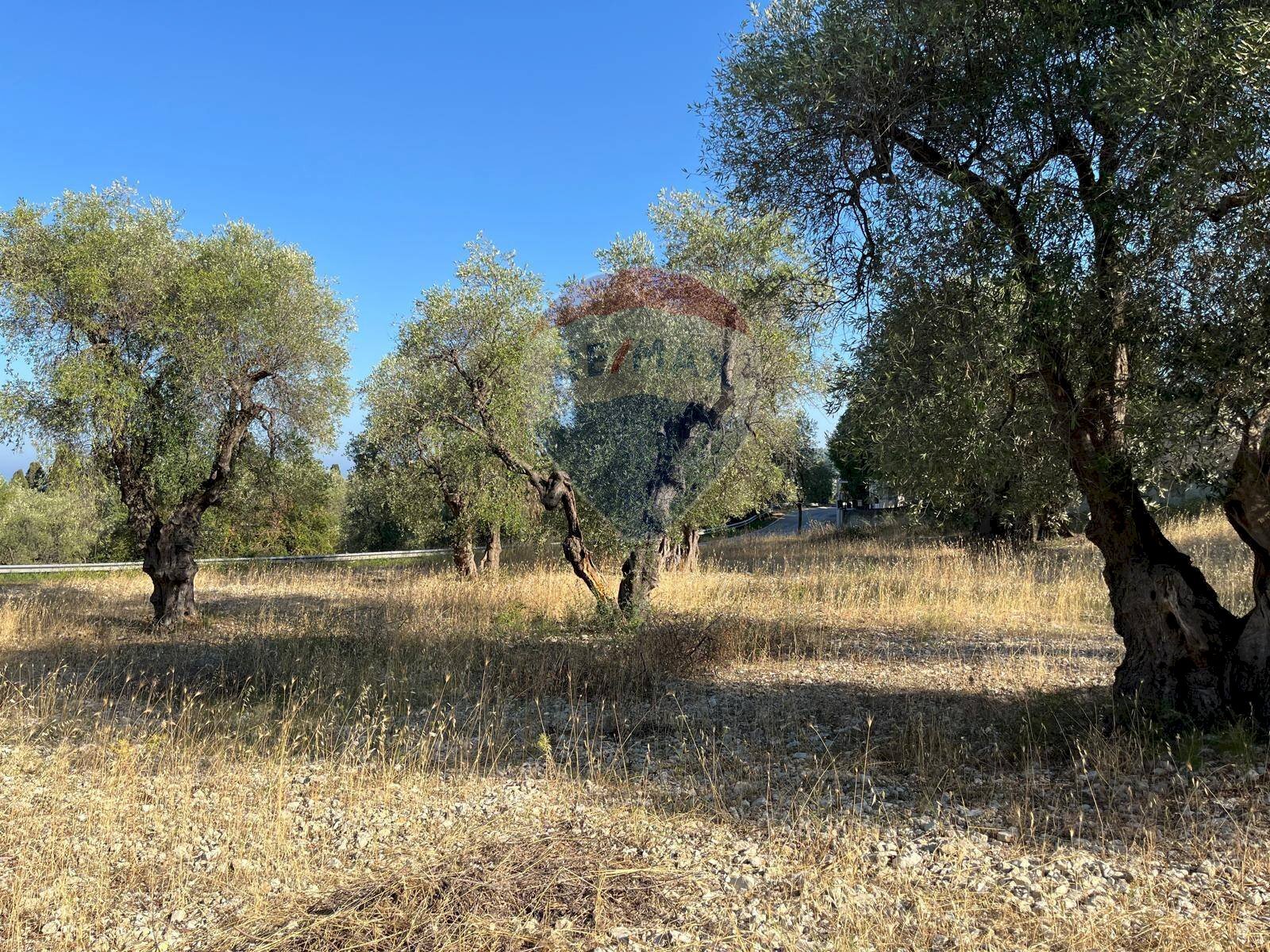 terreno - Terreno agricolo Coppacardillo, Vieste - foto 2