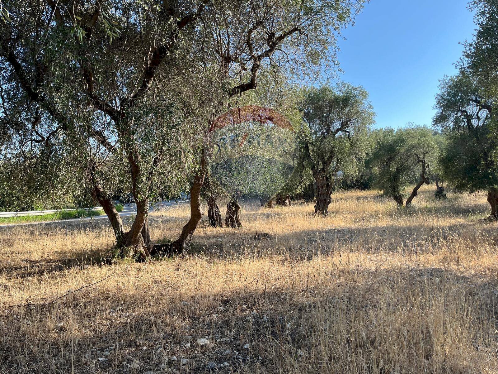terreno - Terreno agricolo Coppacardillo, Vieste - foto 3