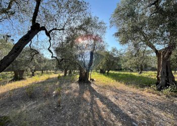 terreno - Terreno agricolo Coppacardillo, Vieste - foto 1
