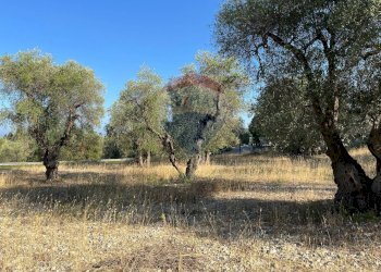 terreno - Terreno agricolo Coppacardillo, Vieste - foto 2