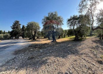 terreno - Terreno agricolo Coppacardillo, Vieste - foto 4