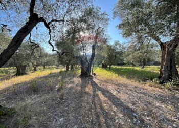 terreno - Terreno agricolo Coppacardillo, Vieste - foto 5