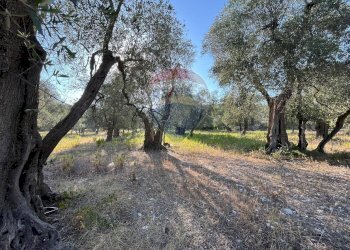 terreno - Terreno agricolo Coppacardillo, Vieste - foto 6