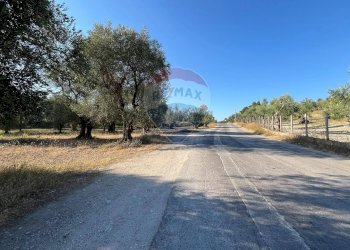 terreno - Terreno agricolo Coppacardillo, Vieste - foto 9