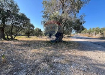 terreno - Terreno agricolo Coppacardillo, Vieste - foto 10