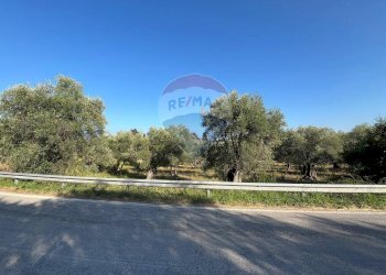 terreno - Terreno agricolo Coppacardillo, Vieste - foto 12