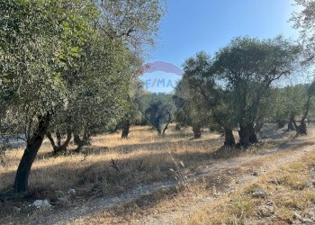 terreno - Terreno agricolo Coppacardillo, Vieste - foto 14