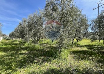 terreno - Appartamento Località Palude Mezzane
 
SNC, Vieste - foto 12