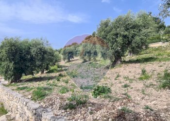 terreno - Villa Località Grotta Spagnola
 
snc, Vieste - foto 23