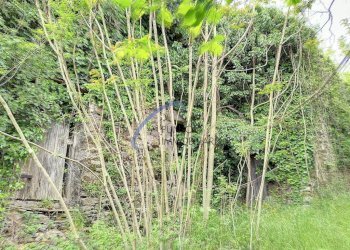 Foto 10 - Rustico San Colombano Certenoli - foto 10