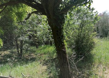 Foto 5 - Rustico Fossombrone, Fossombrone - foto 5