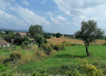 Foto 7 - Rustico Villanova - Colli al Metauro, Colli al Metauro - foto 7