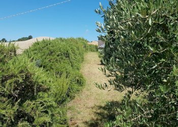 Foto 40 - Villa Serrungarina, Colli al Metauro - foto 40