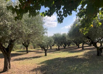 Foto 49 - Villa San Costanzo - foto 49