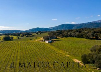 Foto 4 - Azienda agricola Località San Michele, Berchidda - foto 4