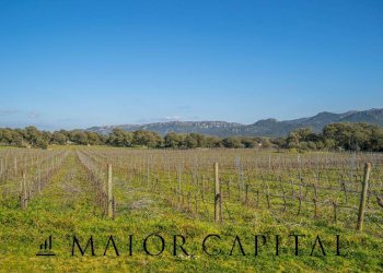 Foto 5 - Azienda agricola Località San Michele, Berchidda - foto 5